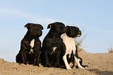 STAFFIE 313